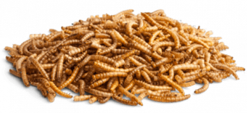 Bunny WORM WONDER Meal worms 35g